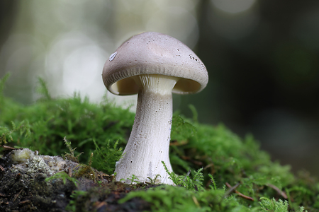 Mushroomsの写真素材