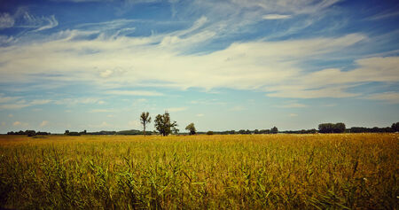 Image of a Landscape, works perfect For agricultural matters.の写真素材