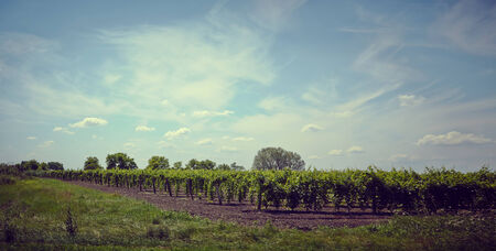 Field of grass, trees and skyの写真素材