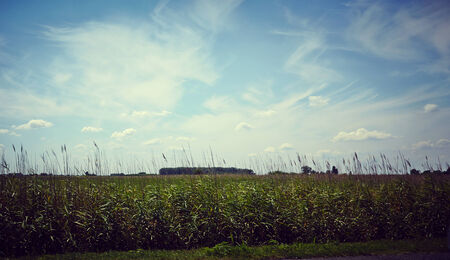 Field of grass, trees and skyの写真素材