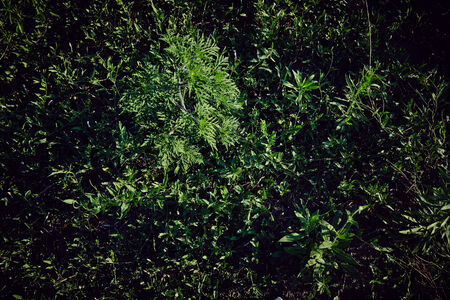 Image of wild Grass in nature, perfect For Background and cg artists.の写真素材