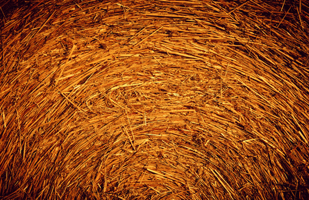 Golden Yellow straw in sunlightの写真素材