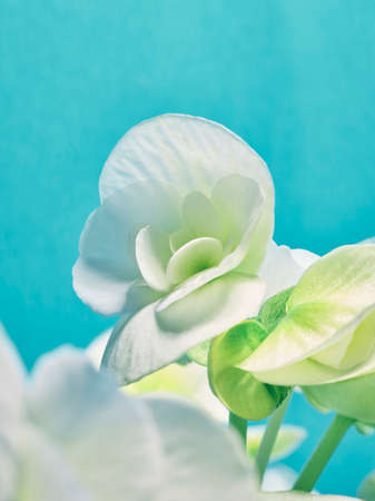 Closeup image of a beautiful Begonia Elatior Plantの写真素材