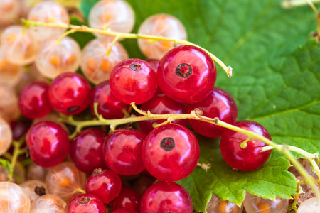 Red and white currant berries on a green leaf close-upの写真素材