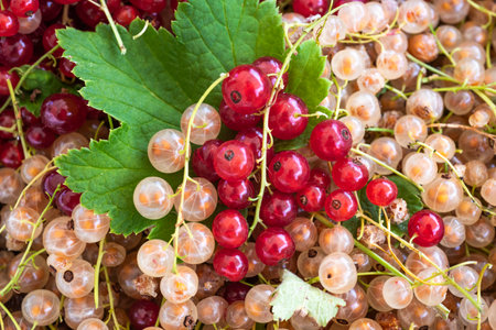 Red and white currant berries with green leaves closeup background.