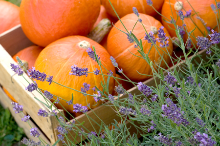 Harvest of pumpkins and lavender in the gardenの写真素材