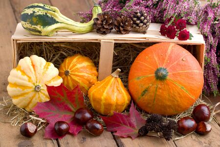 Autumnal decoration with flowers and pumpkinsの写真素材