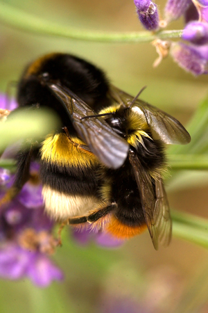 Bumble bees matingの写真素材