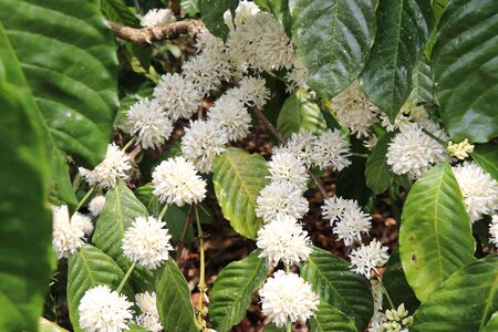Bunch of coffee flowers blooming in branches of robusta coffeeの写真素材