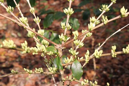 flower bud of arabica coffee plant in coffee plantationの写真素材