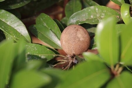 Chikoo fruit with selective focus on the leaves and fruit