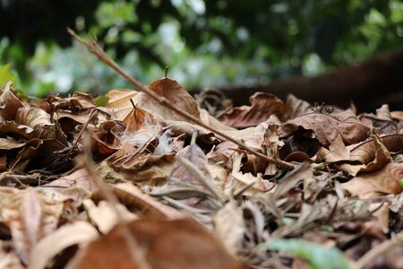 Leaves with sunlight falling on it shot on coffee estate also called as plantationの写真素材