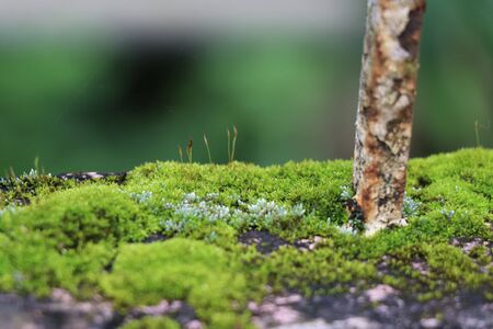 Moss covering the rusty iron rod with remains of spider web on sideの写真素材