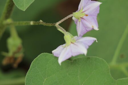 Blooming brinjal flower which later forms brinjal closeup shotの写真素材