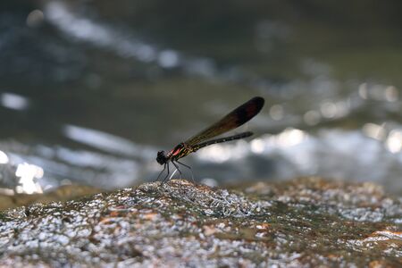 Damselfly resting on wet rock which is black and brown in colorの写真素材