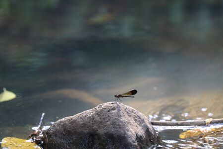 Beautiful damselfly perched on river stone enjoying sunlightの写真素材