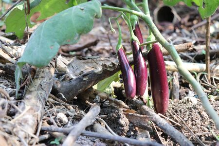 Purple brinjal in groups which is healthy and freshly grown in backyard gardenの写真素材