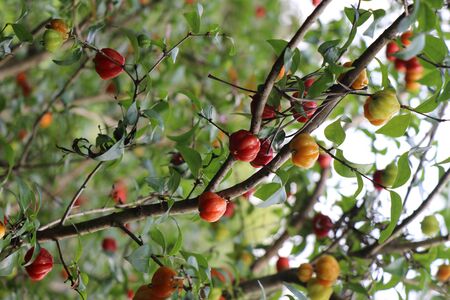 group of ripe and unripe wild berriesの写真素材