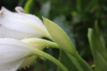 Fresh white tulip flowers or flores tulipanes with dew dropsの写真素材