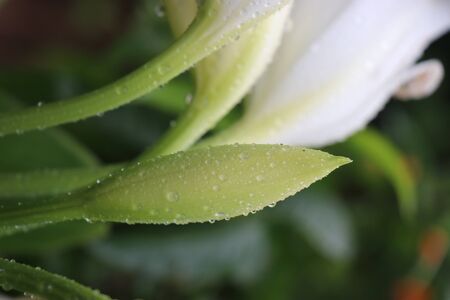 White tulip flower bud which is growing and having dew drops of waterの写真素材