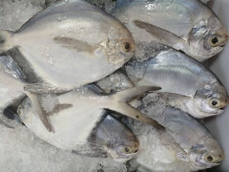 Pomfret fish which is big and fresh surrounded by ice kept in fish market for saleの写真素材