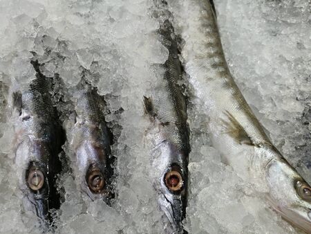 Seafish by name barracuda kept in fish market for saleの写真素材