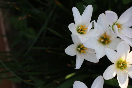 Beautiful white lilies which is fully bloomed in springの写真素材