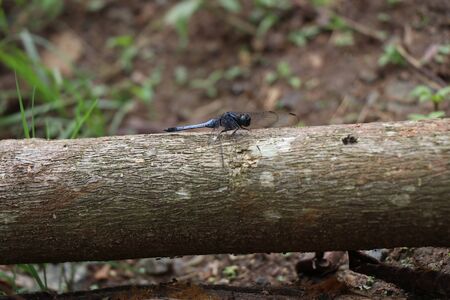 Dragon fly insect with black tail sitting on tree branchの写真素材