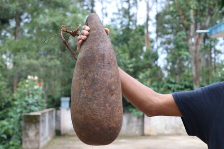 Bottle Gourd completely dried and preserved on countryside for replanting its seeds