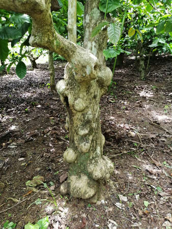Trunk of very old and aged coffee plant in coffee estateの写真素材