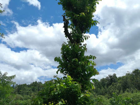 Beautiful blue sky with clouds and a budding tree showing concept of growth and hopeの写真素材