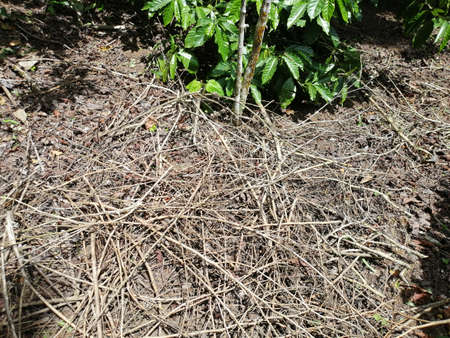 Small sticks of wood which is kept for sundry which later will be used as firewoodの写真素材