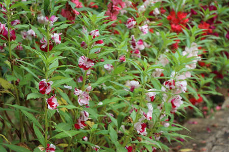 Plant with mix red,pink and white flowers on small backyard gardenの写真素材