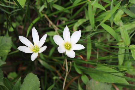 White lily flower on plant with green background scientific name is Cooperiaの写真素材