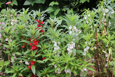 Plant with red and white flowers on small backyard gardenの写真素材