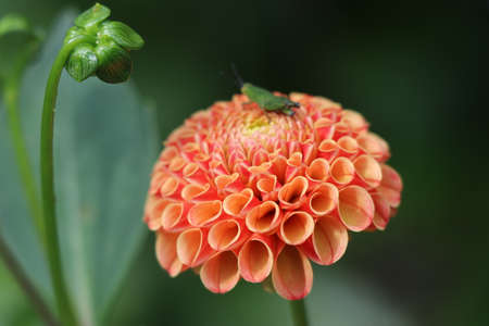 Beautiful flower with insect resting on its petals on green backgroundの写真素材