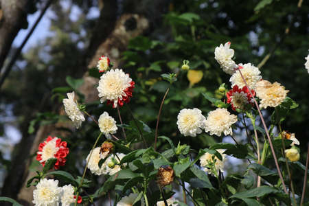 Bunch of dahlia flower which are red and white in color on a bright sunny dayの写真素材