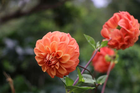 Dahlia flower with orange red color on nature backgroundの写真素材