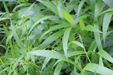 Bush of wild plant with long leaves on a green backgroundの写真素材