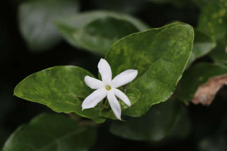 Single jasmine flower with dark green leaf backgroundの写真素材