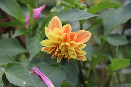 Dahlia flower with mixed yellow and orange color in garden on green backgroundの写真素材