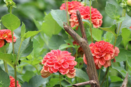 Bunch of orange red color dahlia flowers on dahlia flower gardenの写真素材