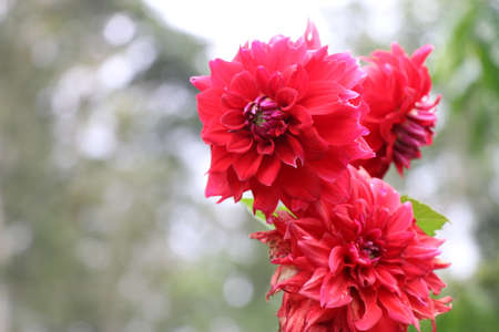 Bunch of red color dahlia flowers on dahlia flower gardenの写真素材