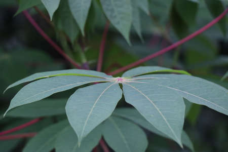 Green leaf background of cassava with awesome natural backgroundの写真素材