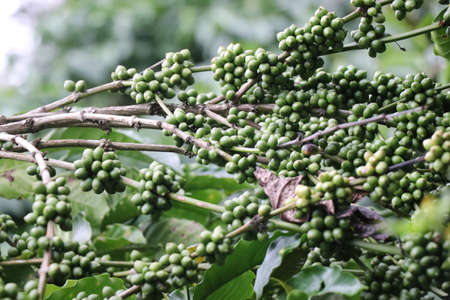 Robusta Coffee plant with bunches of unripe coffee beans in branches on nature backgroundの写真素材