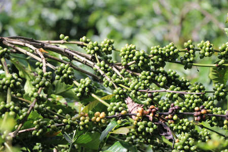 Robusta coffee plant branches with bunches unripe coffee beans in coffee plantationの写真素材