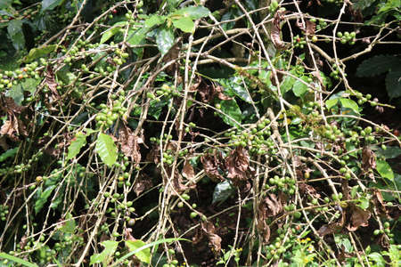 Arabica coffee plant with unripe coffee beans along with dry coffee beans on few dead branchesの写真素材