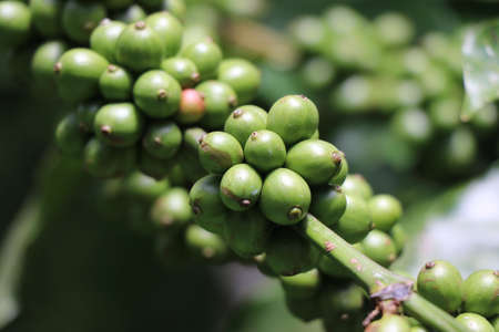 Macro of robusta coffee beans which is unripe on coffee plant with showers of sunlightの写真素材