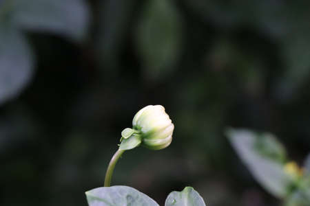 Dahlia flower bud which is white at the flower gardenの写真素材