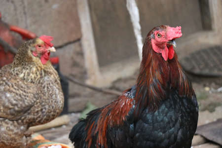 Countryside hen and rooster which is colorful. Homemade poultryの写真素材